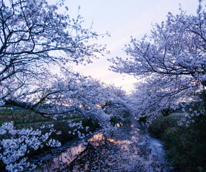 Shiroi Koibito Park